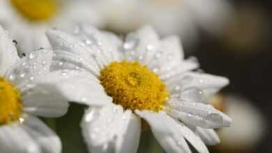 flowers, dew, flower wallpaper