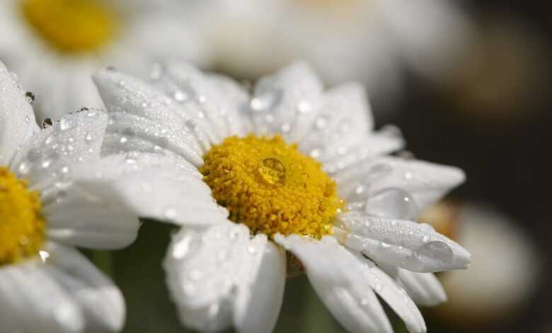 flowers, dew, flower wallpaper