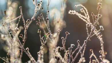 winter, grass, flower