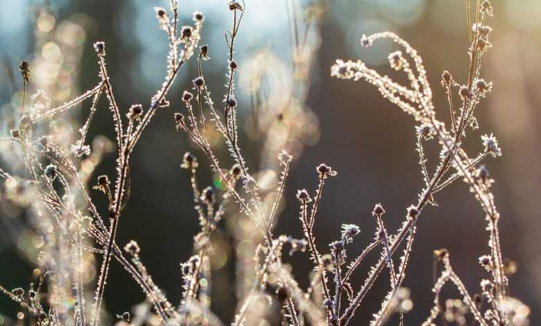 winter, grass, flower