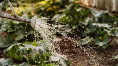 Person Watering The Plants