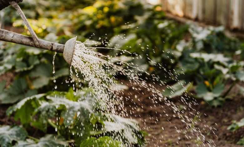 Person Watering The Plants