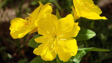 primrose krzewiasty, the flowers are so, sunny