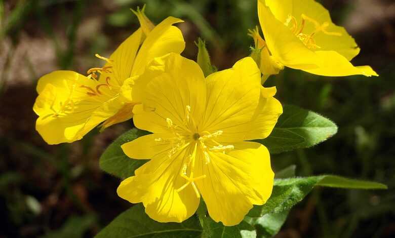 primrose krzewiasty, nature, the flowers are so