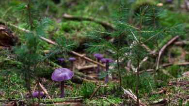 mushrooms, violet laccaria, wild mushrooms, spore, sponge, fungus, fruiting body, mushroom disks, fungal species, mushroom species, mycology, forest mushrooms, nature, amethyst blue laccaria, laccaria, forest floor, forest ground, mushrooms, mushrooms, mushrooms, mushrooms, mushrooms, fungus, forest floor