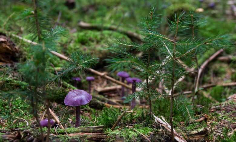 mushrooms, violet laccaria, wild mushrooms, spore, sponge, fungus, fruiting body, mushroom disks, fungal species, mushroom species, mycology, forest mushrooms, nature, amethyst blue laccaria, laccaria, forest floor, forest ground, mushrooms, mushrooms, mushrooms, mushrooms, mushrooms, fungus, forest floor