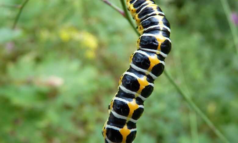 nature, caterpillar, insect