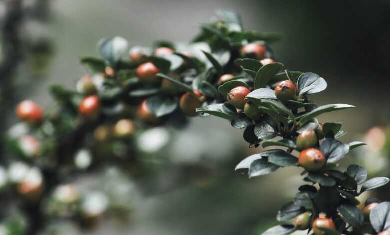 shrub, leaves, branch