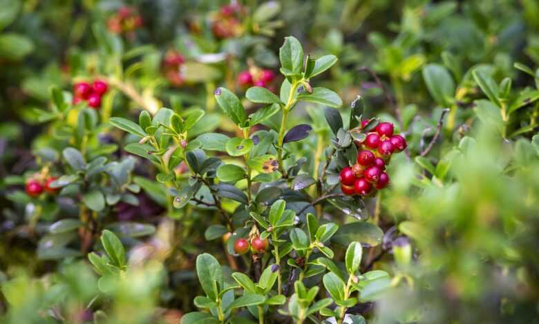 lingonberry, vaccinium vitis-idaea, food