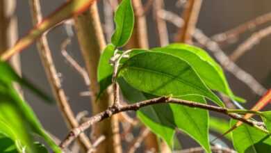 houseplant, ficus, leaves, green, nature, sunlight, the shade, ficus, ficus, ficus, ficus, ficus