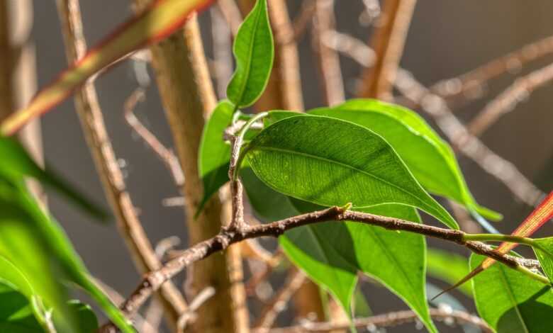 houseplant, ficus, leaves, green, nature, sunlight, the shade, ficus, ficus, ficus, ficus, ficus