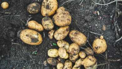 a pile of potatoes sitting on top of a dirt field