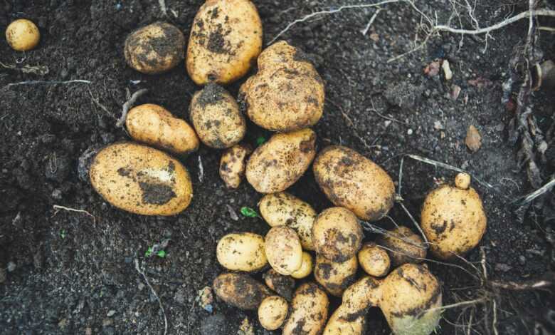 a pile of potatoes sitting on top of a dirt field