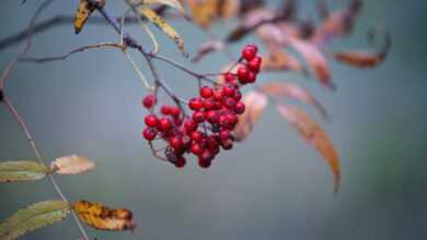 medicinal herb, fall, red