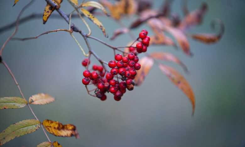 medicinal herb, fall, red