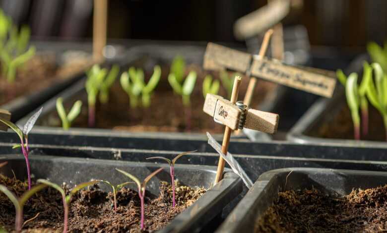 young plants, cultivate, seedlings