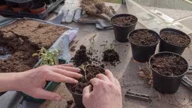 young plants, tomatoes, nature