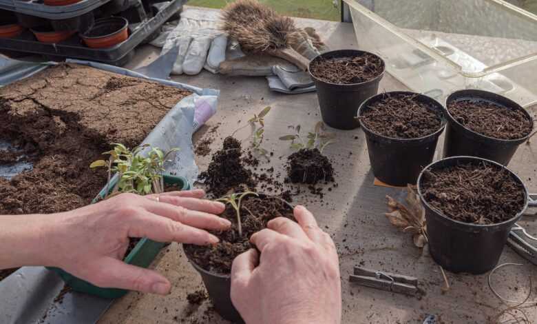 young plants, tomatoes, nature