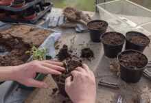 young plants, tomatoes, cultivate, prefer, germinate, seedlings, nature, sowing, grow, seeds, plant, sprout, growth, seedling, spring, transplant, pot, planting soil