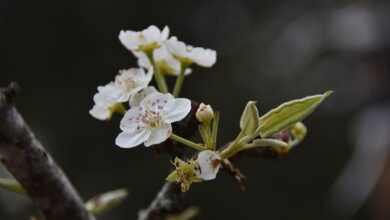 pear flower, flower, petal