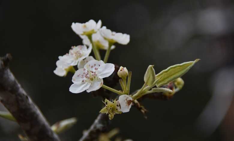 pear flower, flower, petal