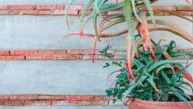 Green plant with small spikes growing in pot on stone border near cement wall decorated with red bricks