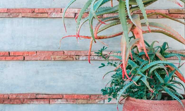 Green plant with small spikes growing in pot on stone border near cement wall decorated with red bricks