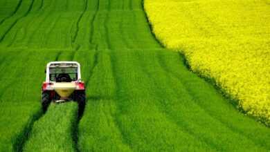rapeseeds, field, tractor, nature, harvest, tractor, tractor, tractor, tractor, tractor, harvest, harvest