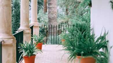 Cozy terrace with columns and assorted potted exotic plants