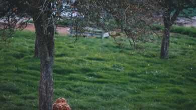 Green lawn with trees in orchard