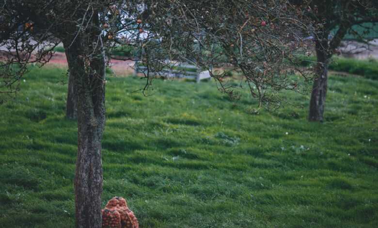 Green lawn with trees in orchard