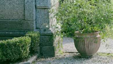 Aged stone wall decorated with green plants near old fountain in sunny day