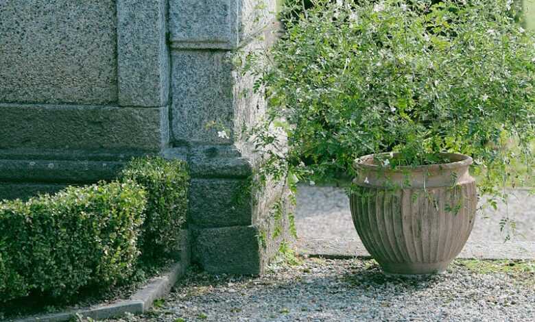 Aged stone wall decorated with green plants near old fountain in sunny day