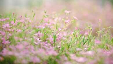 moss, flower bed, nature