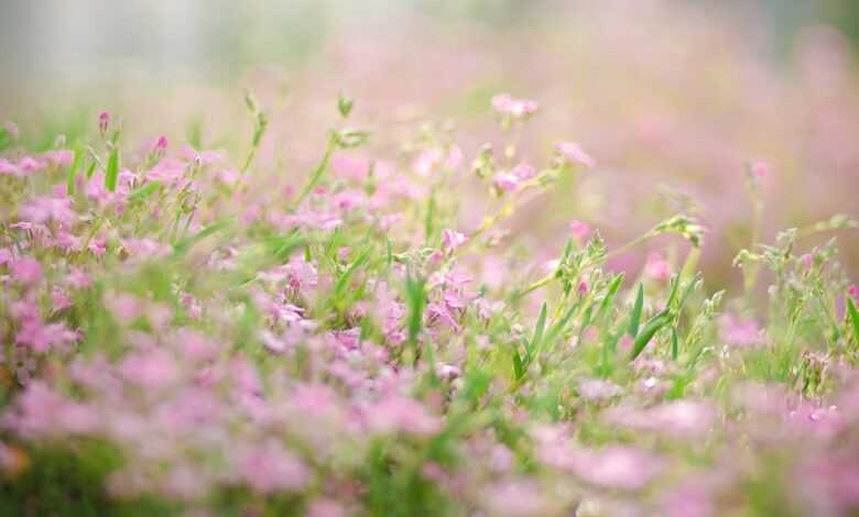 moss, flower bed, nature