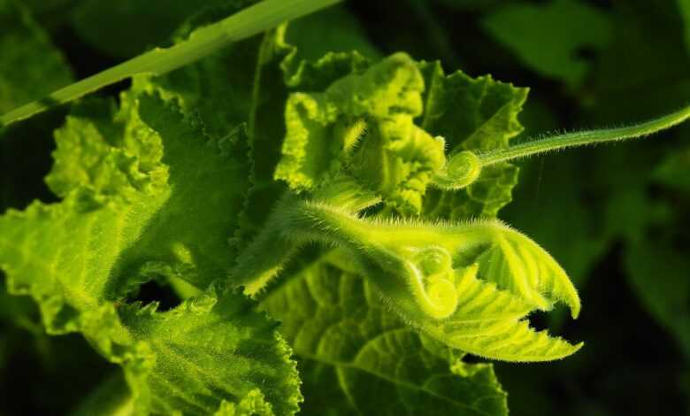 pumpkin seedling, plant, grow