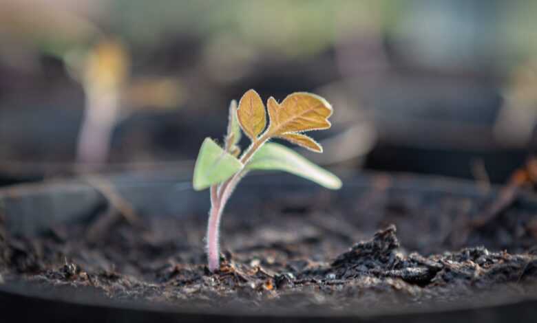 seedling, tomato, cultivate