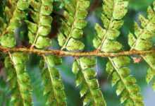 fern, frond, foliage, leaf, spores, seed, plant, propagation, garden, nature