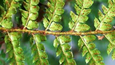 fern, frond, foliage, leaf, spores, seed, plant, propagation, garden, nature