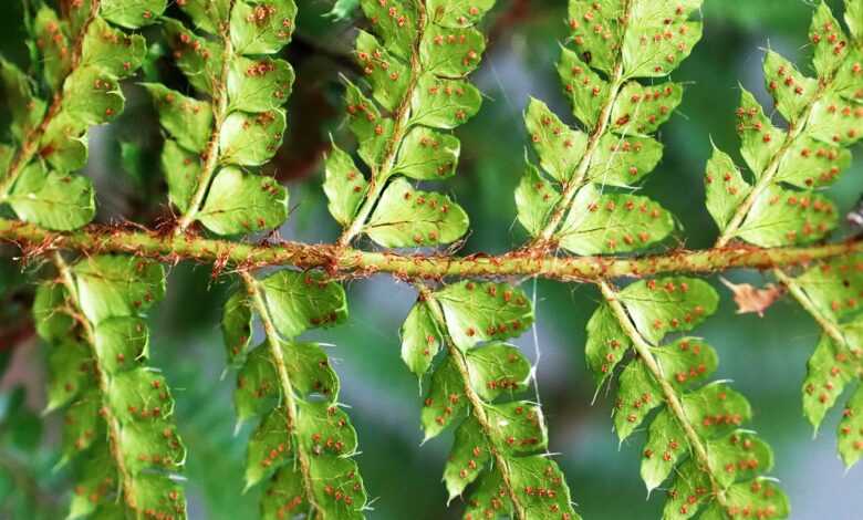 fern, frond, foliage, leaf, spores, seed, plant, propagation, garden, nature
