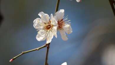 plum blossom, plum blossoms, spring flowers