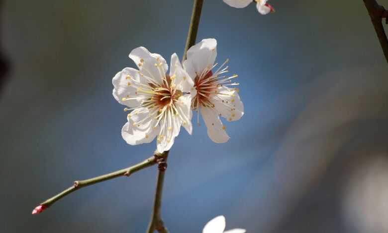 plum blossom, plum blossoms, spring flowers