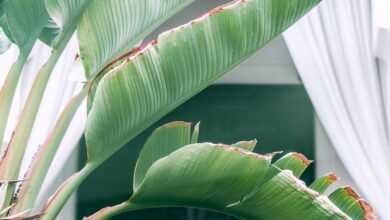 Green palm leaves growing in yard of villa