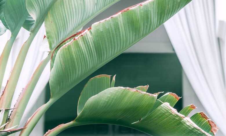 Green palm leaves growing in yard of villa