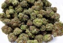 cherry cola weed, colour weed, bulk buddy, buy weed online, buy weed canada, bulk buddy dispensary