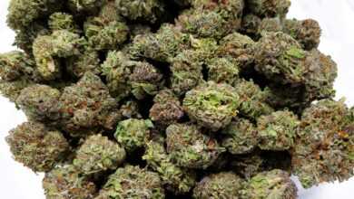 cherry cola weed, colour weed, bulk buddy, buy weed online, buy weed canada, bulk buddy dispensary
