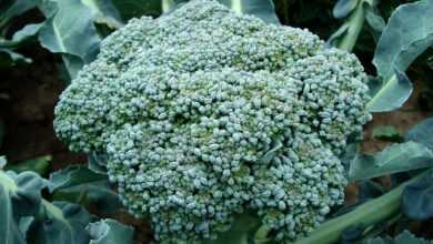 broccoli, vegetable, plant