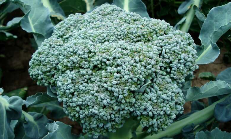 broccoli, vegetable, plant