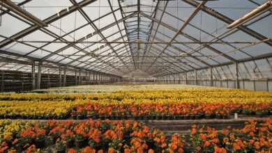 greenhouse, nursery, flower bed, flower, violet, pansy, beautiful flowers, palinske, flora, horticulture, florist, spring, erfurt, early bloomer, buga, flower wallpaper, nature, buga2021, greenhouse, flower background, greenhouse, greenhouse, greenhouse, greenhouse