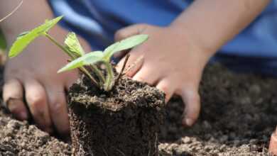 plants, plant, sapling